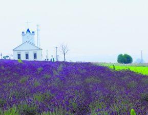 青岛花海爆料最新消息,最新花海美景曝光！